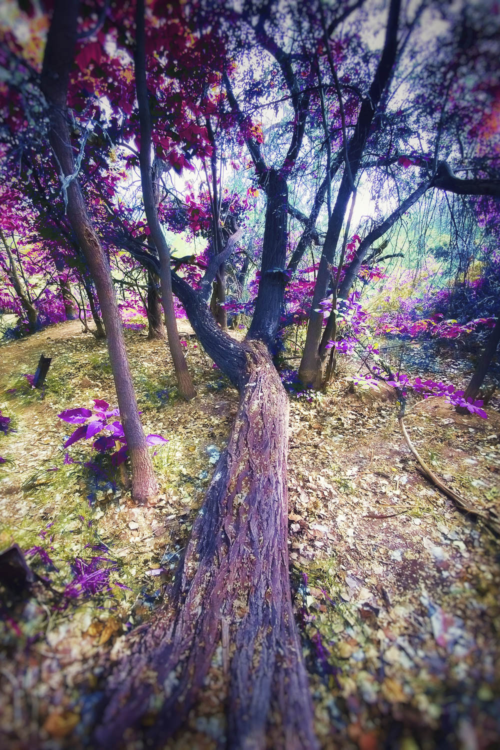 Psychedelic Bosque