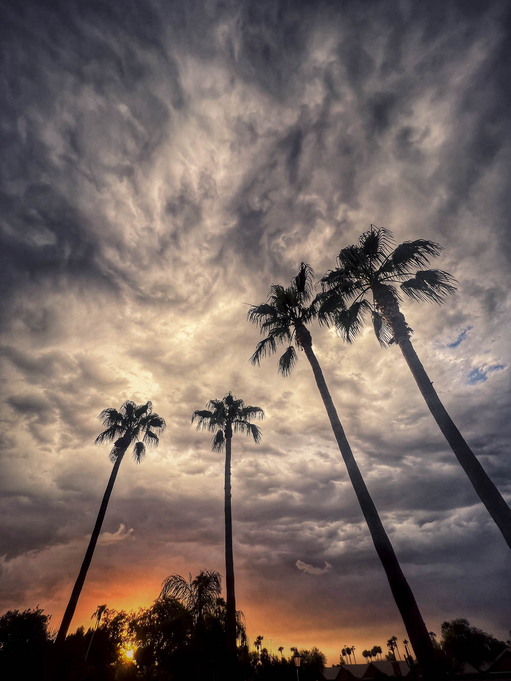 Palm before the Storm